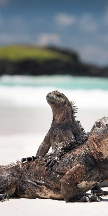 The Galapagos Islands