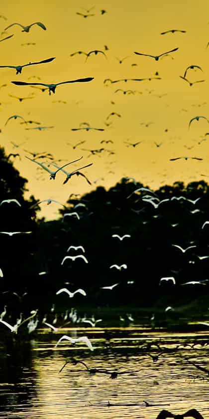 Pacaya Samiria Reserve