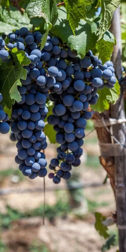 Hotel Surazo Matanzas, The Wine Valleys | Timbuktu Travel