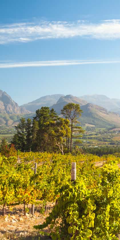 The Franschhoek Valley