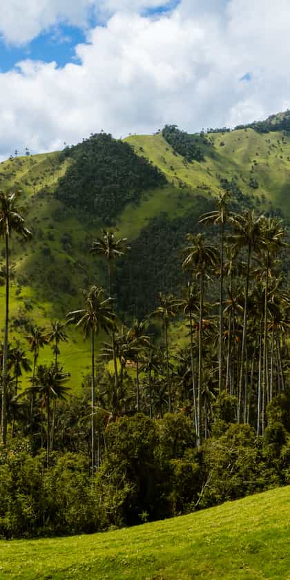 Colombian Coffee Region