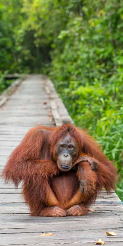 Tanjung Puting National Park