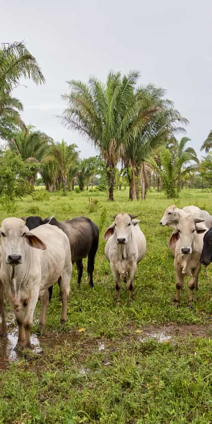 Los Llanos, The Eastern Plains