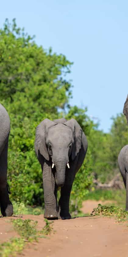 Balule Private Game Reserve