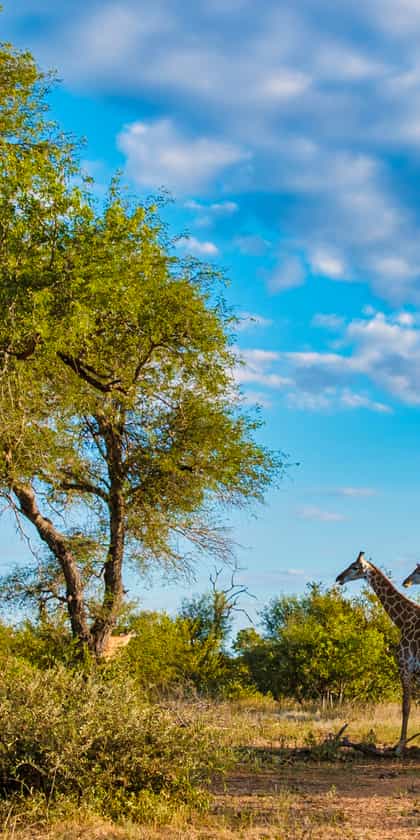 Karongwe Private Game Reserve