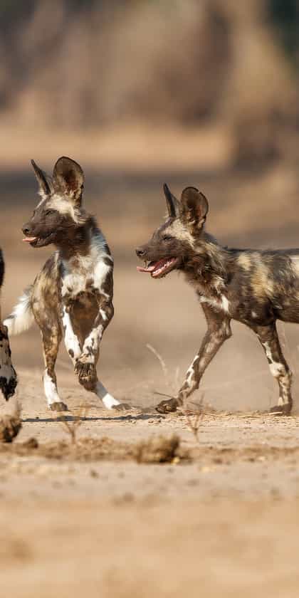Manyeleti Game Reserve