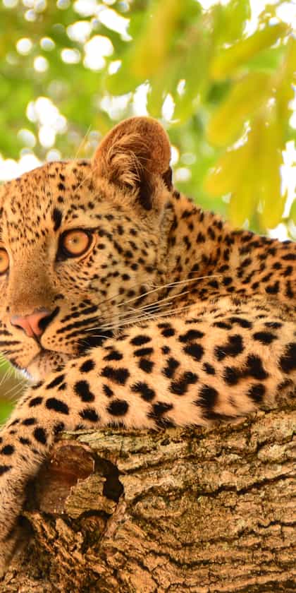 South & West Sabi Sands