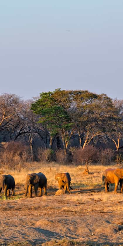 Verney's Camp , Hwange | Timbuktu Travel