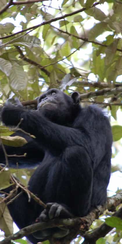 Budongo Eco Lodge, Murchison Falls | Timbuktu Travel