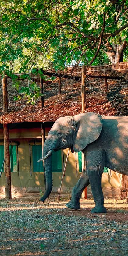 Flatdogs Camp, South Luangwa | Timbuktu Travel