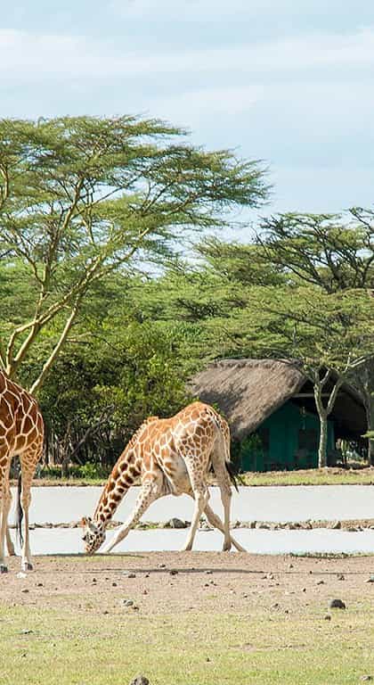 Sweetwaters Serena Camp, Laikipia | Timbuktu Travel