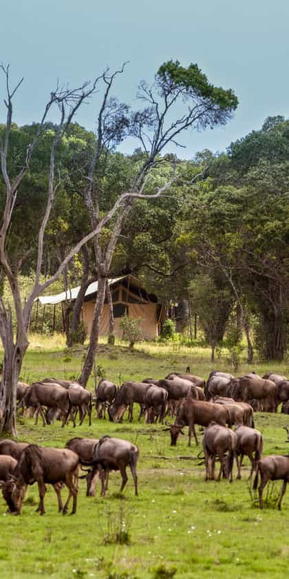 Lemala Mara Camp, Serengeti | Timbuktu Travel