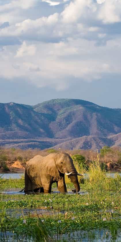 Lower Zambezi National Park