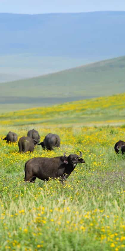 Ngorongoro Crater