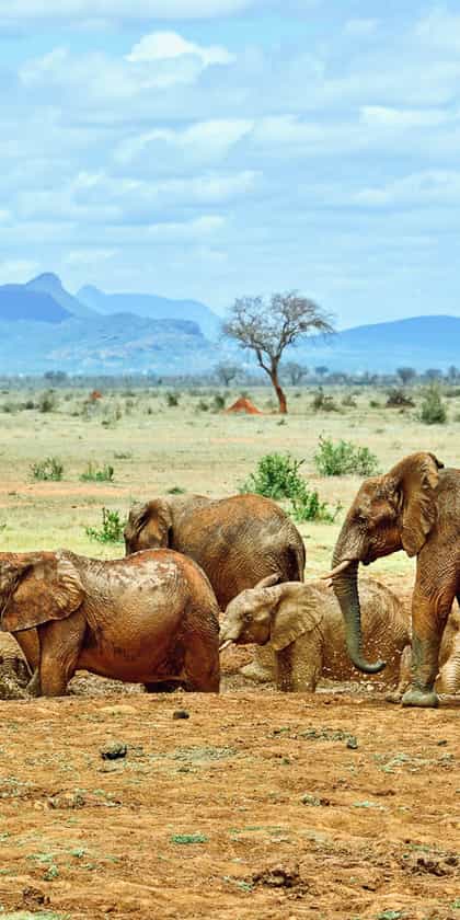 Tsavo National Park