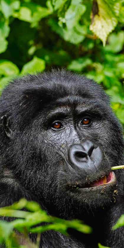 Bwindi Impenetrable Forest