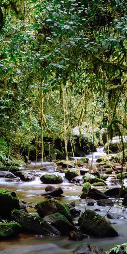 Ranomafana National Park