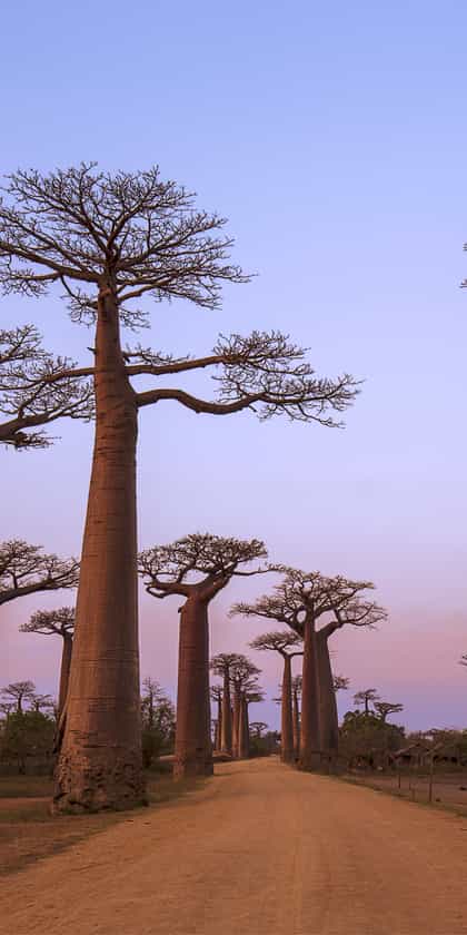 Morondava and the Avenue of the Baobabs