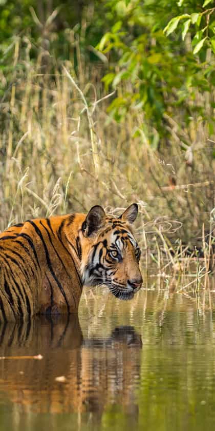 Bandhavgarh National Park