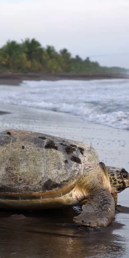 Tortuguero