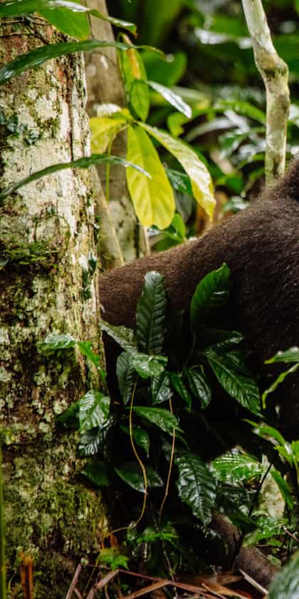 Republic of the Congo