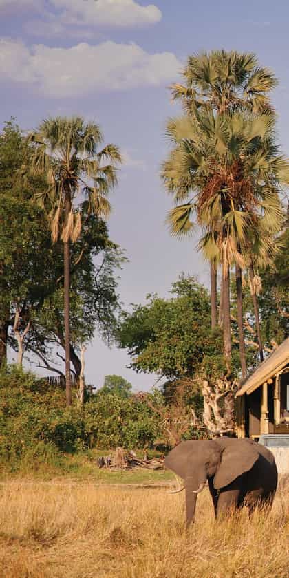 Belmond Eagle Island Lodge, Central Okavango | Timbuktu Travel