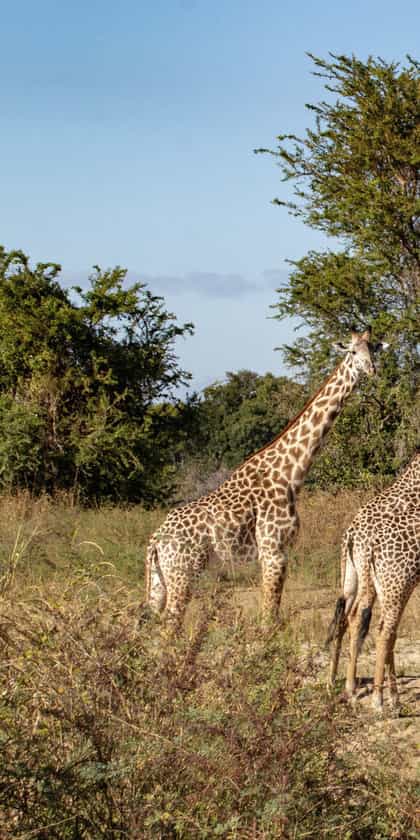 Kasikizi Bushcamp, Luambe | Timbuktu Travel