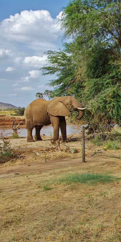 Ashnil Samburu Camp, Samburu | Timbuktu Travel