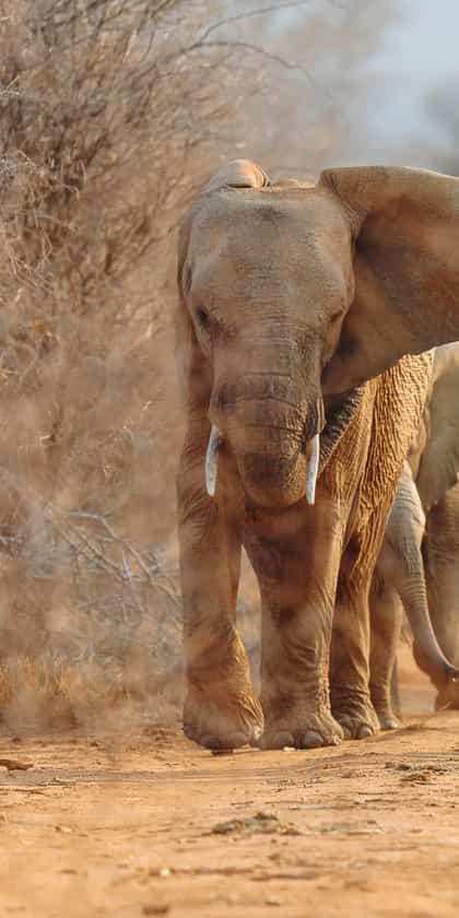 Madikwe Game Reserve
