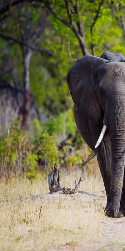 Hwange National Park