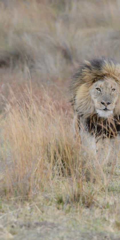 Welgevonden Game Reserve