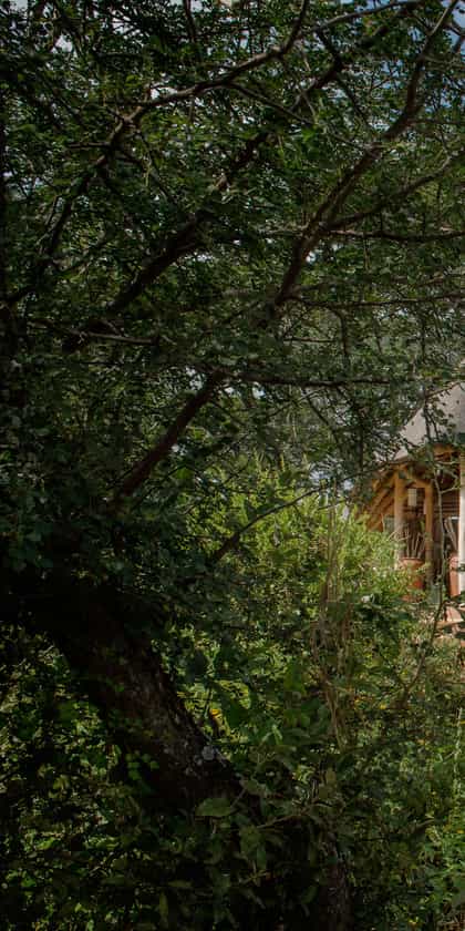 Little Oliver's Camp, Tarangire | Timbuktu Travel