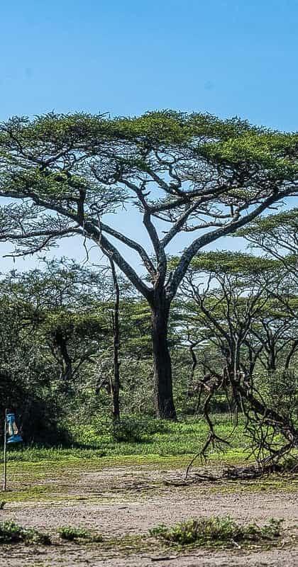 Ang'ata Migration Ndutu Camp, Serengeti | Timbuktu Travel