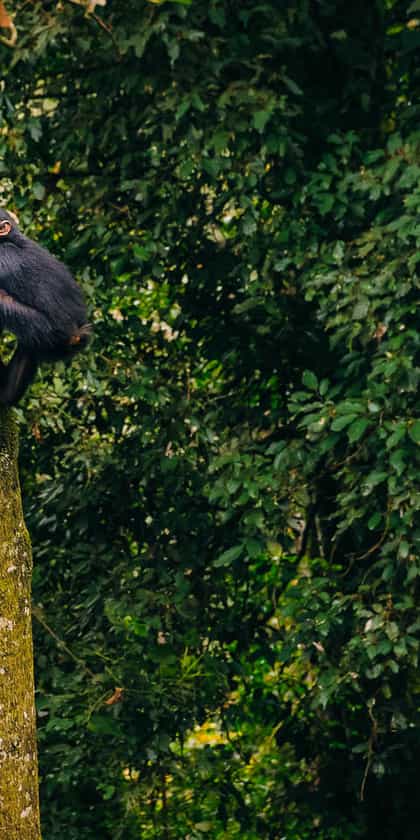 Nyungwe Forest National Park