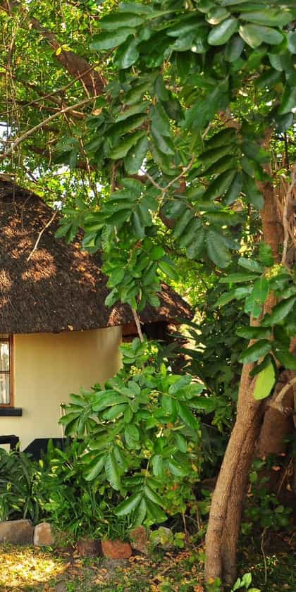 Waterberry Lodge, Victoria Falls | Timbuktu Travel