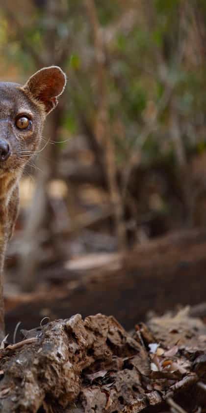 Kirindy Forest Reserve