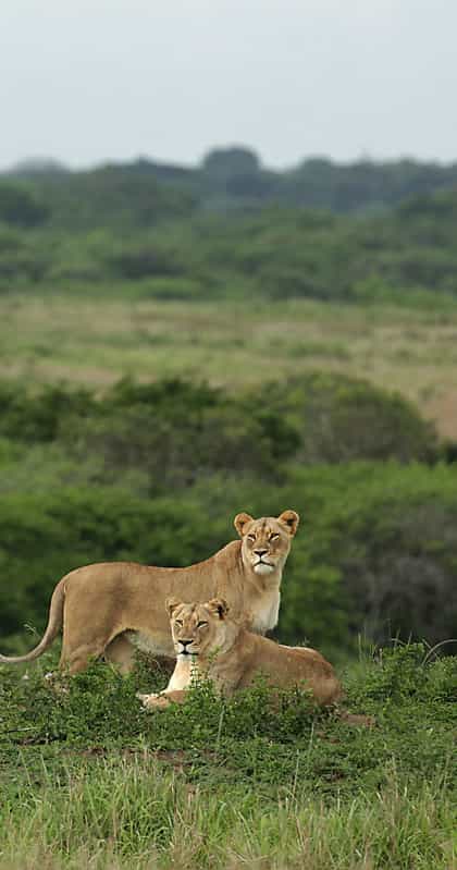 Phinda Private Game Reserve