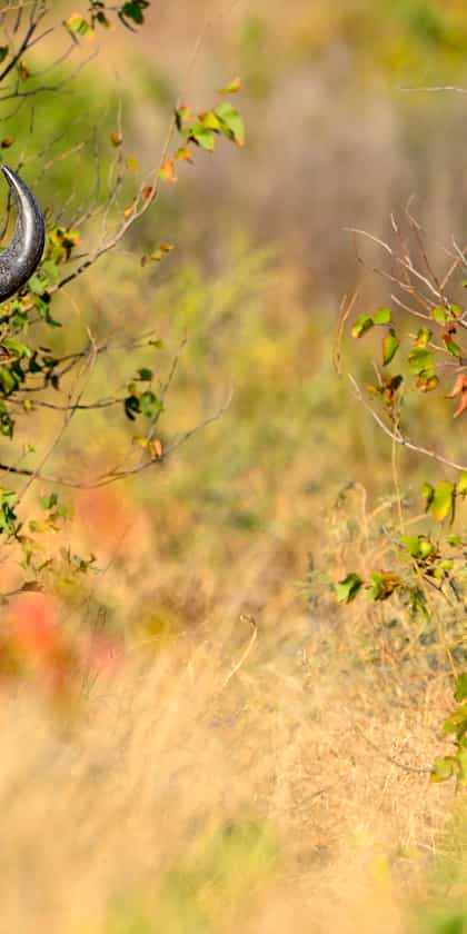 Kapama Private Game Reserve