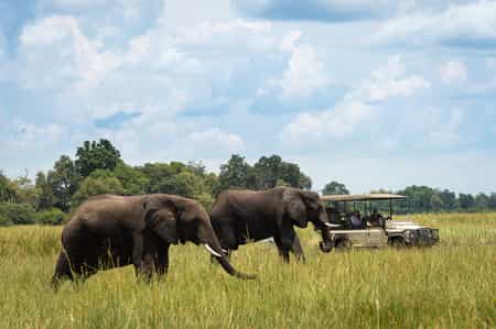The Linyanti is known for its huge population of elephant