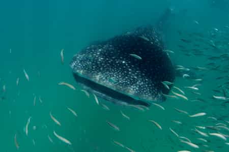 Mafia Island Lodge whaleshark