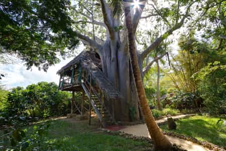 One of our six tree houses among the Baobab trees of Chole island