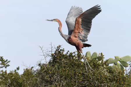 Experience wonderful bird sightings along the river as there are more than 250 species along the estuary. Also visit the Addo Elephant National Park only 4km f rom our guest house.