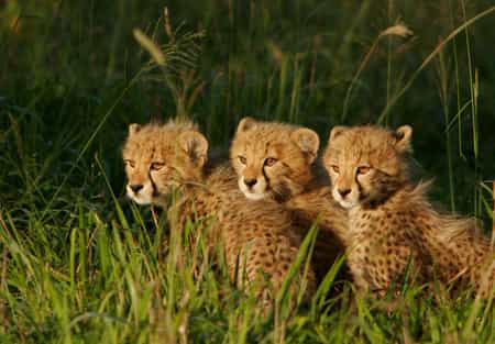 Join us for an up & close personal tour and learn more about South Africa's endangered cat species.