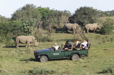 Experience close up viewing of rhino at Kariega Game Reserve.  