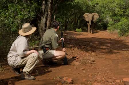 Optional activity of walking safari 