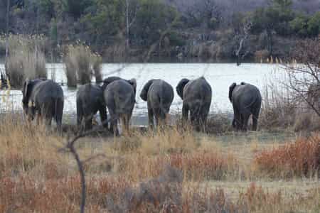Elephants by Lakeside