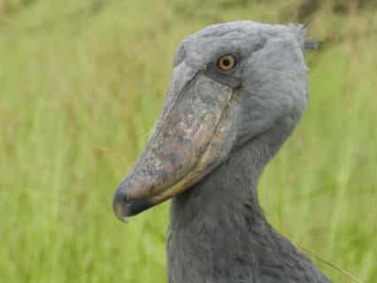 Shoebill Canoe Safari
