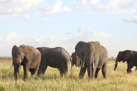 Elephants are common on the Conservancy