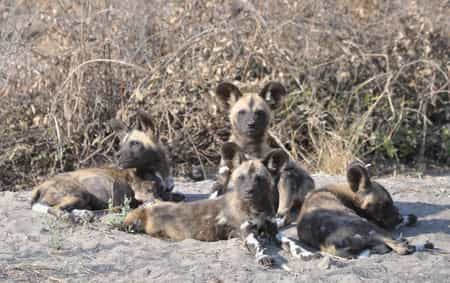 Bushman Plains area is known for annual wild dog dens