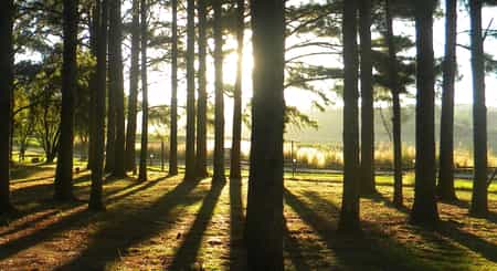 Pine Trees @ Entrance